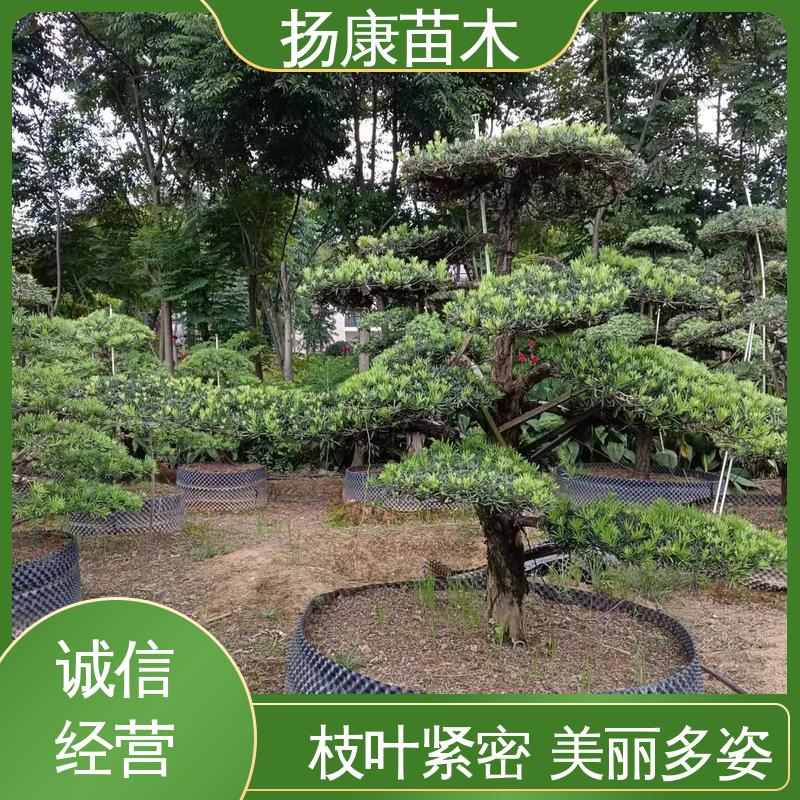 扬康苗木 基地供应 日 本罗汉松 城市景观绿化树 高成活率 规格齐全