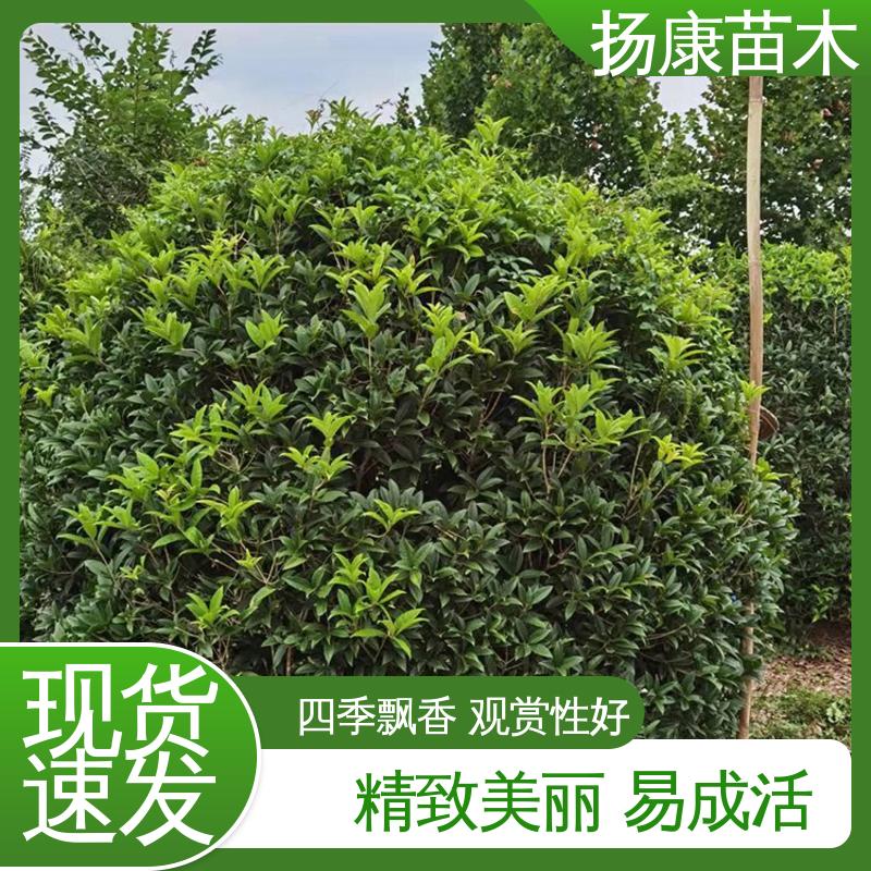 扬康苗木 基地供应 丛虫桂花 城市景观绿化树 环境适应性强