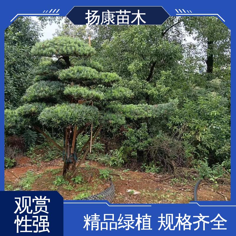 扬康苗木 基地供应 20公分罗汉松 园林庭院造景植物 树形优美 四季常绿