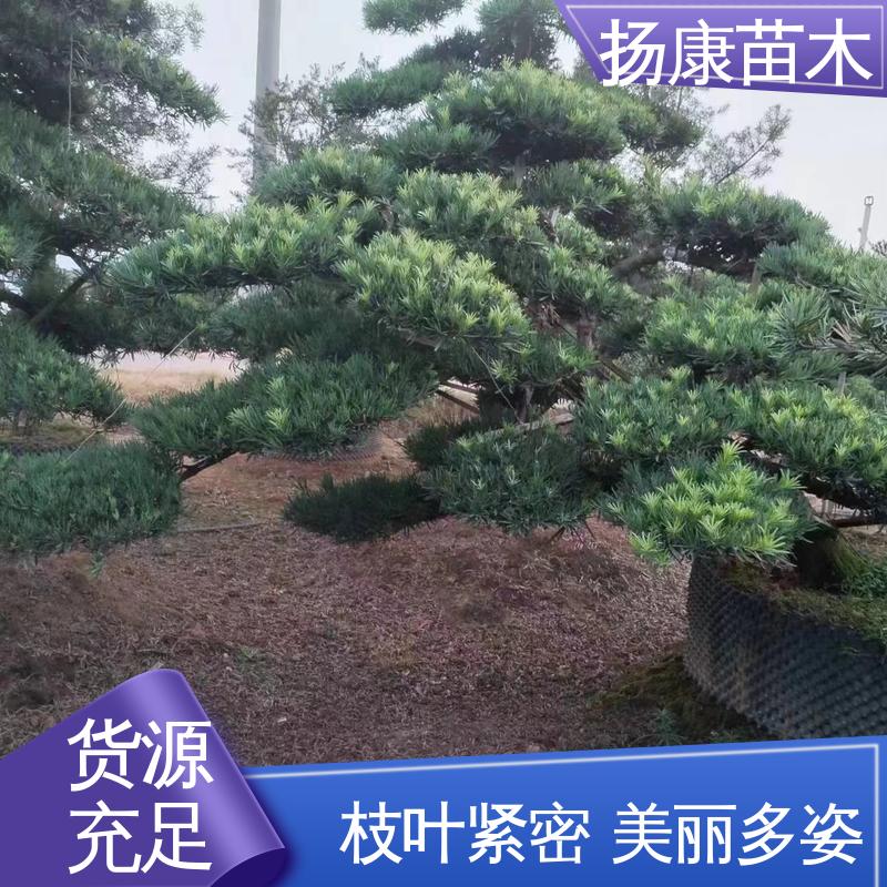 扬康苗木 基地供应 12公分罗汉松 园林绿化工程设计 适用性强 规格齐全