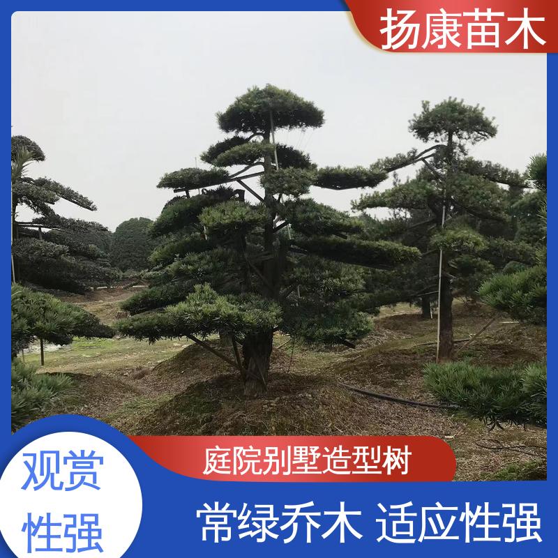 扬康苗木 基地供应 30公分罗汉松 道路绿化色块苗 高端大气镇宅