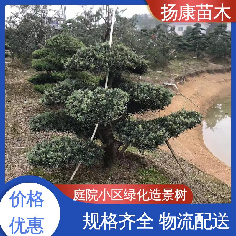 扬康苗木 30公分罗汉松 庭院小区绿化造景树 树形优美 四季常绿