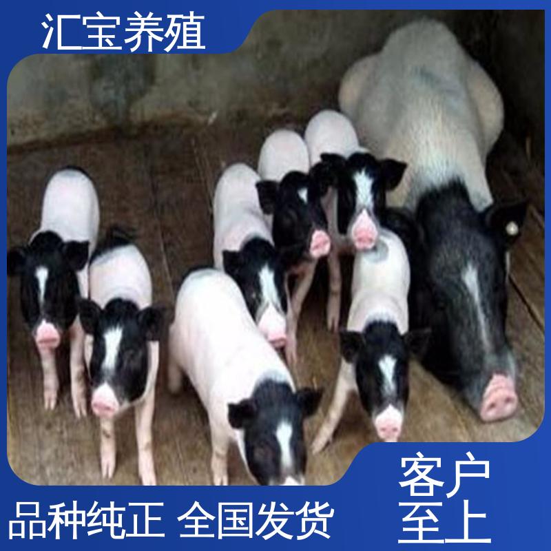  散养 宠物 迷你巴马香猪 快速发货 娱乐休闲拍照