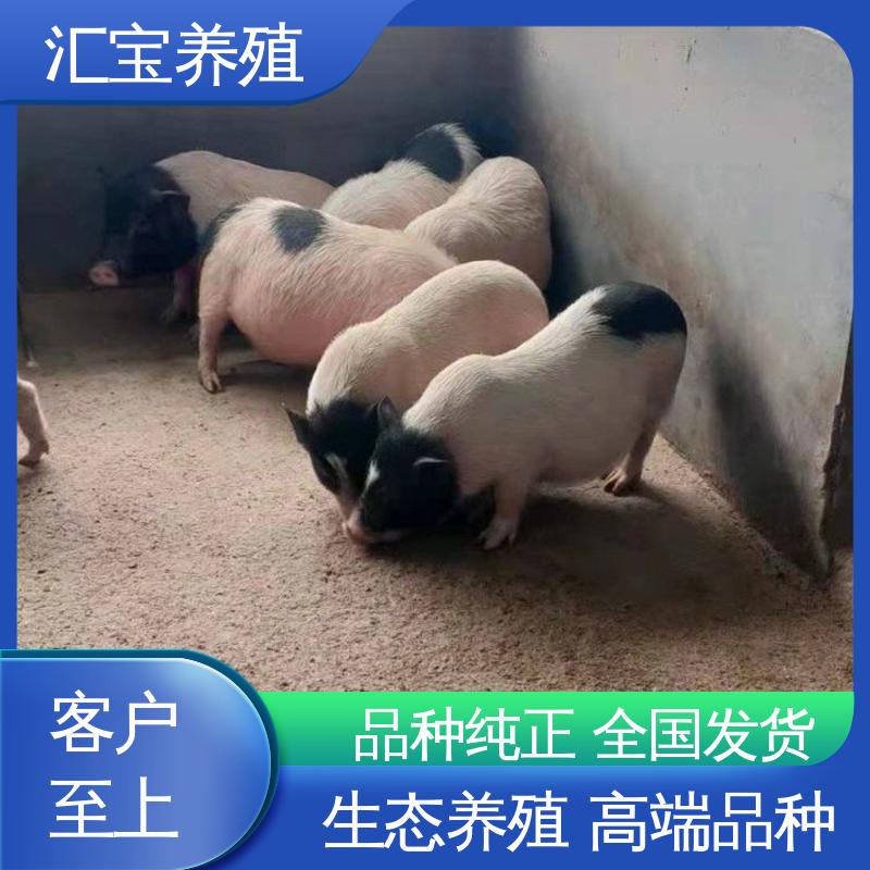  允许个人饲养 育肥巴马香猪 景区观赏 上门服务