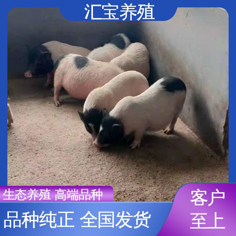 小猪猪 繁殖能力强 育肥巴马香猪 上门服务 正规养殖基地 包邮包运输 