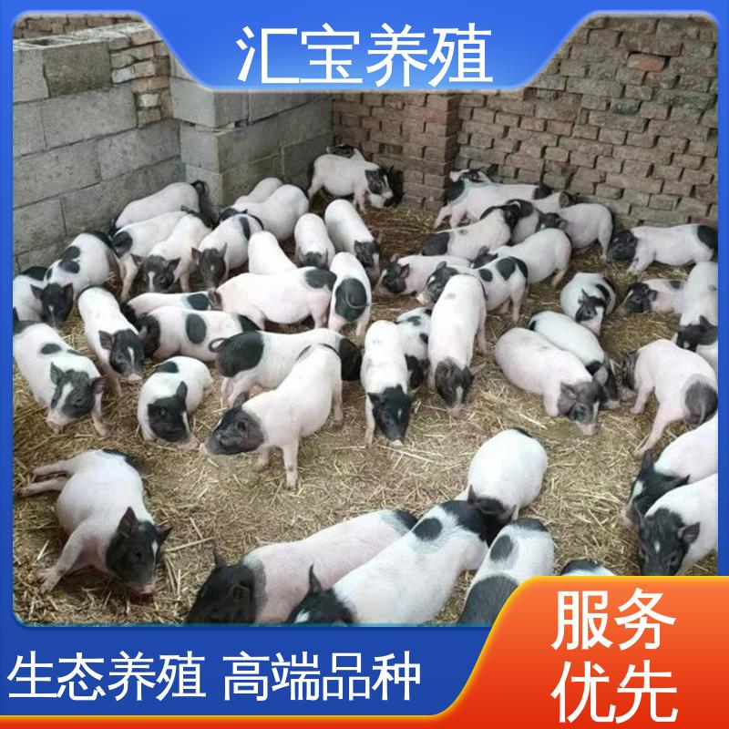 汇宝养殖 散养宠物 育肥巴 马香猪 一只起发 娱乐休闲拍照