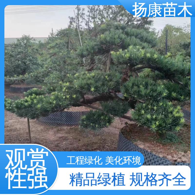 扬康苗木 四 川罗汉松 庭院别墅造景树 常绿乔木 适应性强