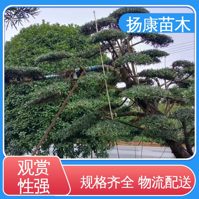 扬康苗木 16公分罗汉松 园林庭院造景植物 常绿乔木 适应性强
