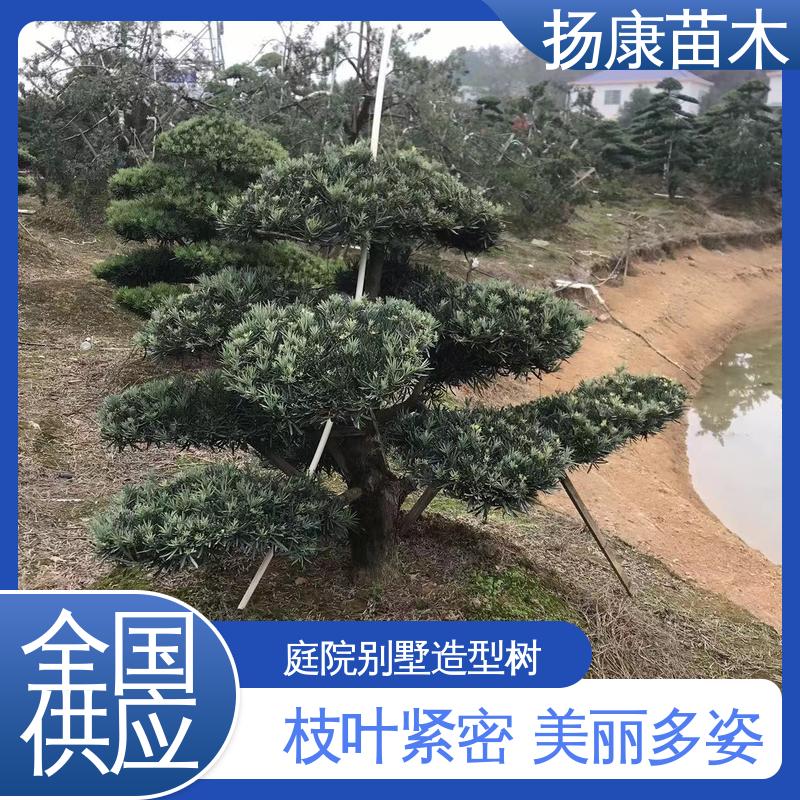 扬康苗木 浙 江罗山松 园林绿化专用树 观赏价值高
