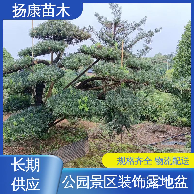 扬康苗木 基地供应 斜票风罗松 园林绿化工程设计 适用性强 规格齐全