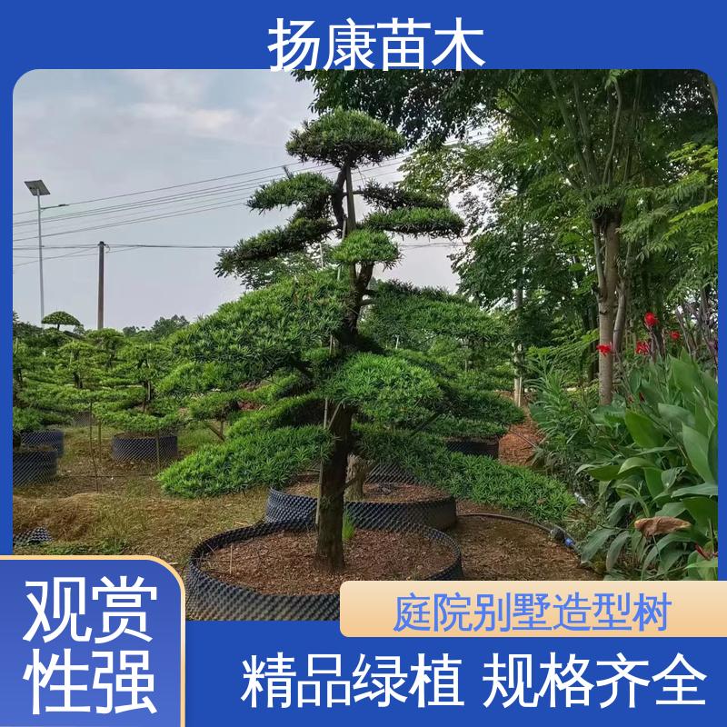 扬康苗木 基地供应 浙 江罗山松 庭院别墅造景树 常绿乔木 适应性强