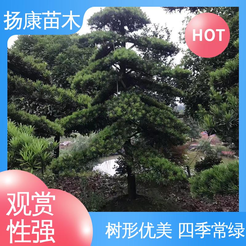 扬康苗木 精品罗汉松 庭院别墅景观树 精致美丽 易成活