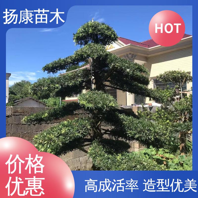 扬康苗木 基地供应 30公分罗汉松 庭院别墅标配 高端大气镇宅