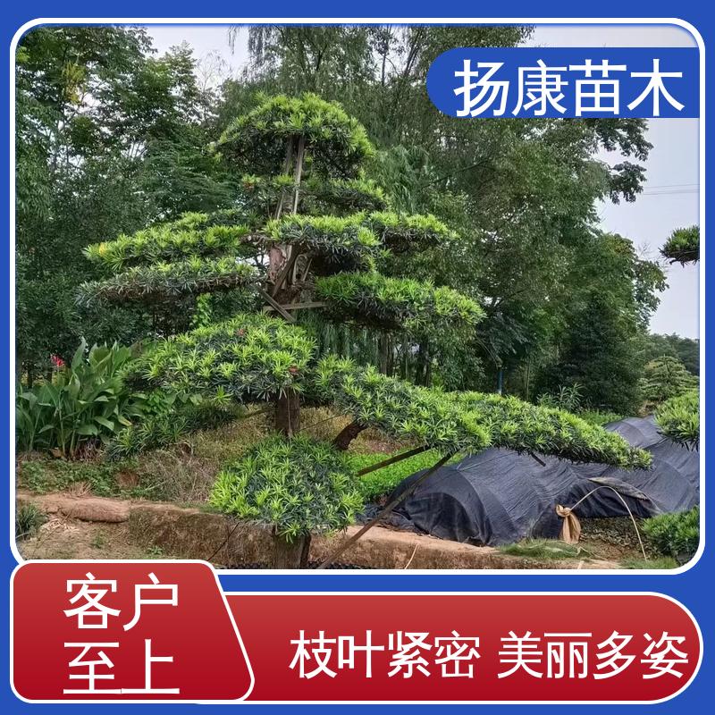 扬康苗木 基地供应 精品罗汉松 庭院别墅造景树 高成活率 规格齐全