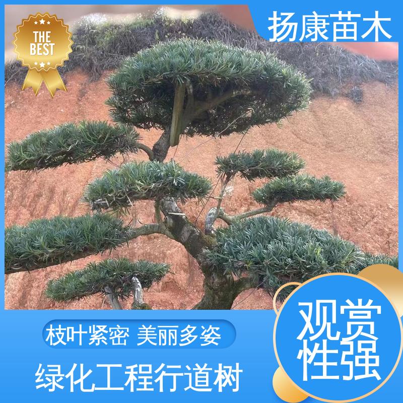 扬康苗木 斜票风罗松 园林绿化专用树 枝叶紧密 美丽多姿