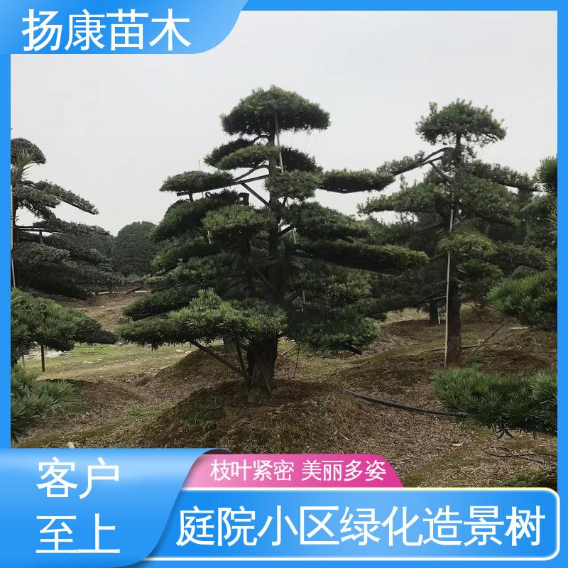 扬康苗木 15公分罗汉松 城市景观绿化树 造型优美 易成活