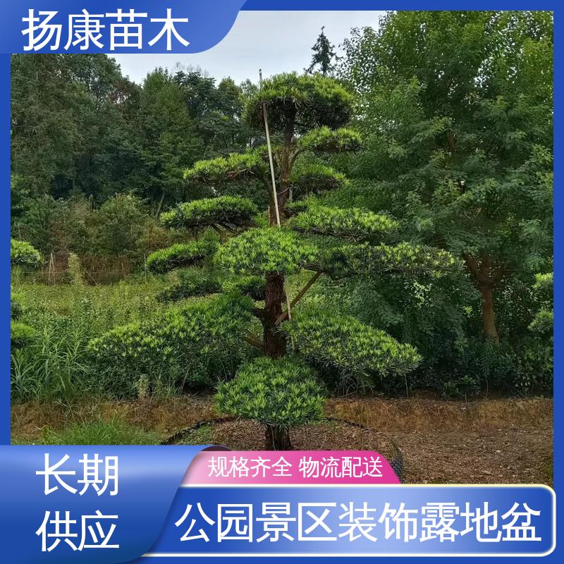 扬康苗木 基地供应 14公分罗汉松 庭院别墅造景树 适用性强 规格齐全
