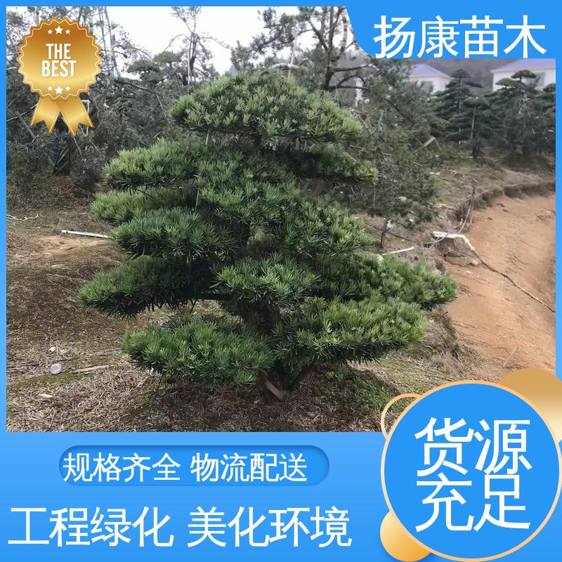 扬康苗木 16公分罗汉松 园林绿化工程设计 树形优美 四季常绿