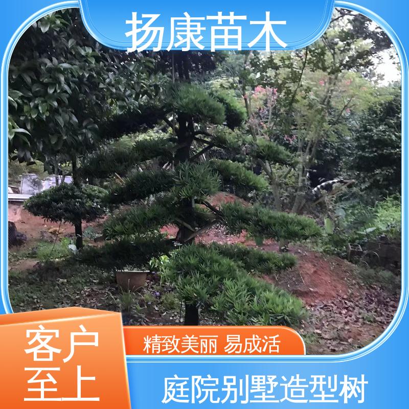 扬康苗木 基地供应 20公分罗汉松 庭院别墅造景树 树形优美 四季常绿