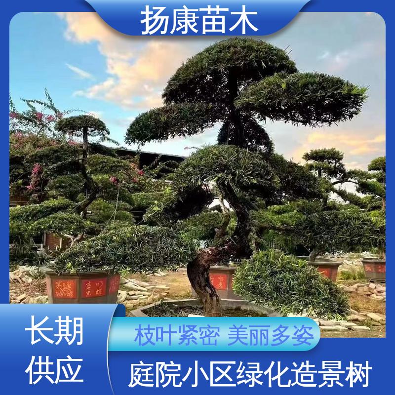 扬康苗木 基地供应 浙 江罗山松 绿化工程行道树 精致美丽 易成活