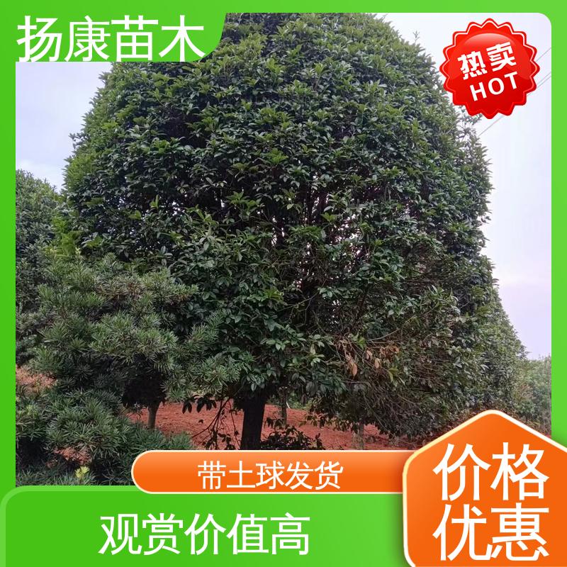 扬康苗木 基地供应 河 南桂花 园林绿化专用树 高端大气美观
