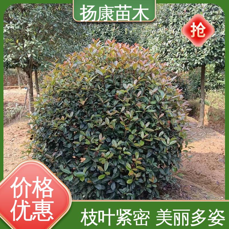 扬康苗木 基地供应 红叶石楠树 绿化工程改造苗 高端大气美观
