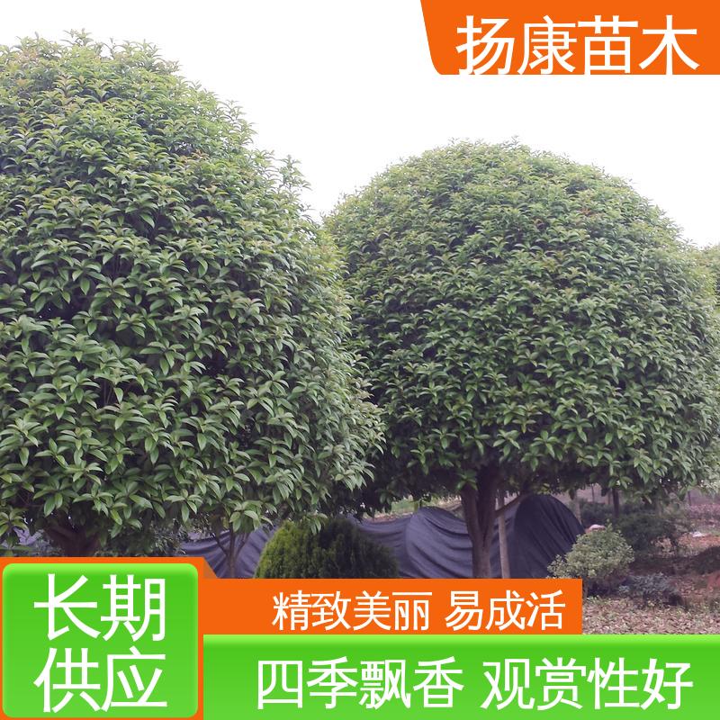 扬康苗木 15公分桂花 城市景观绿化树 高端大气美观