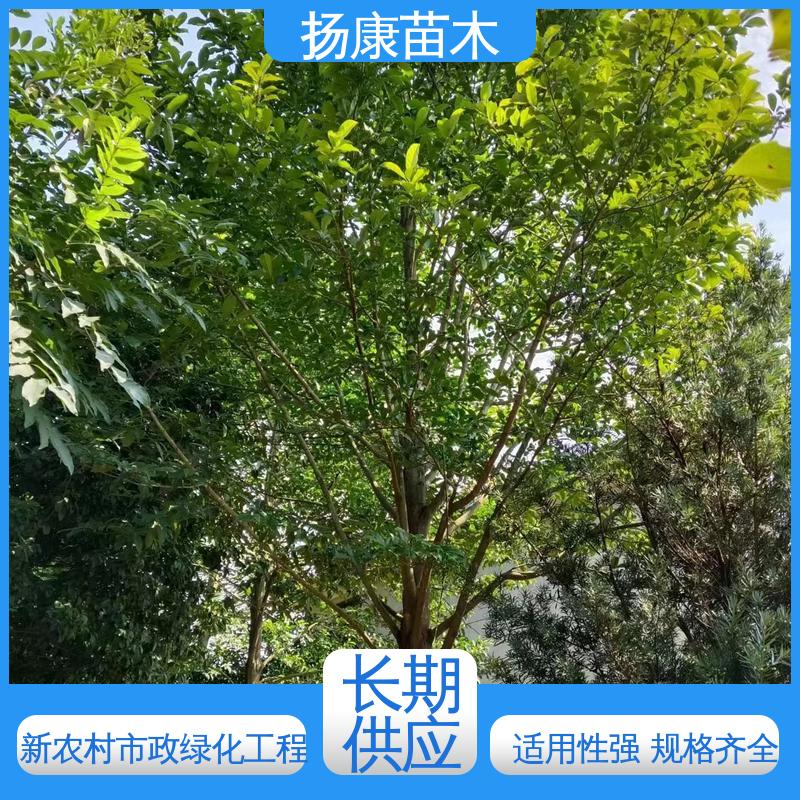 扬康苗木 四 川乐 昌含笑 庭院小区绿化造景树 树形丰富 成活率高