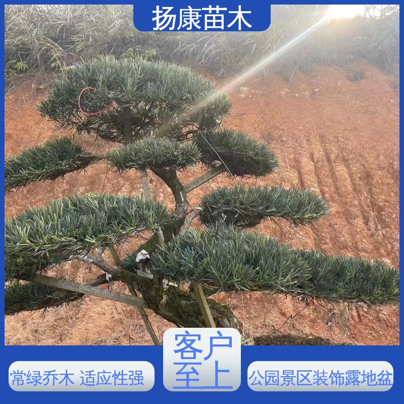 扬康苗木 14公分罗汉松 园林绿化工程设计 精致美丽 易成活