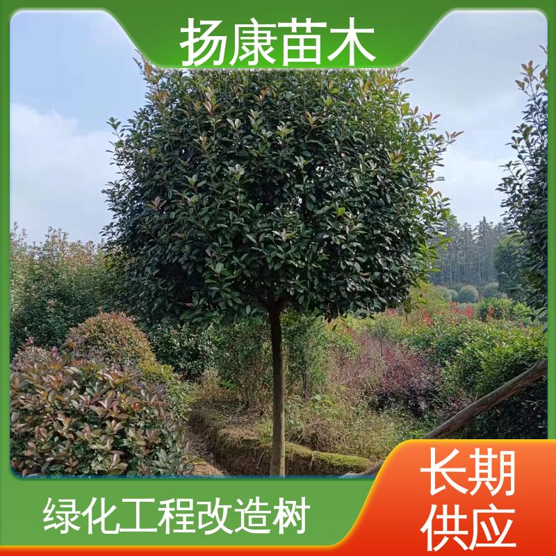 扬康苗木 基地供应 小楠 城市景观绿化树 造型优美 易成活