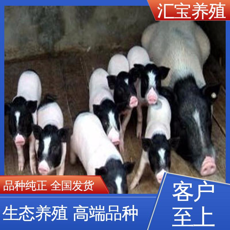  饲料五谷杂粮 不易生病 巴马香猪 正规养殖基地 包邮包运输