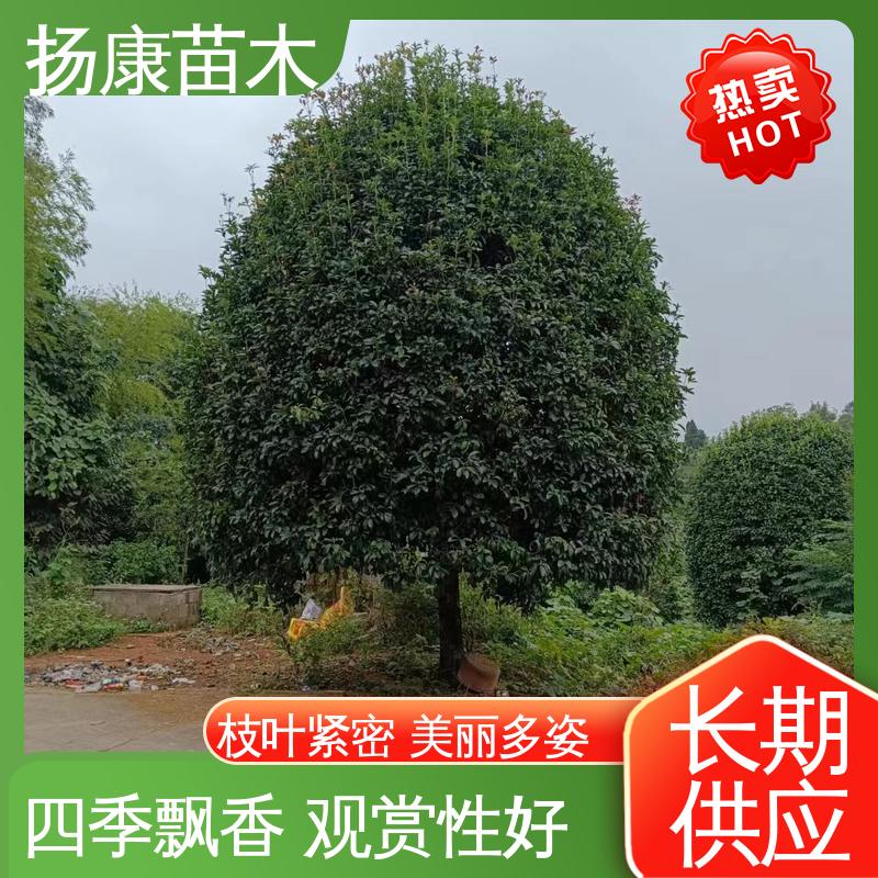 扬康苗木 18公分桂花 庭院别墅景观树 造型优美 易成活