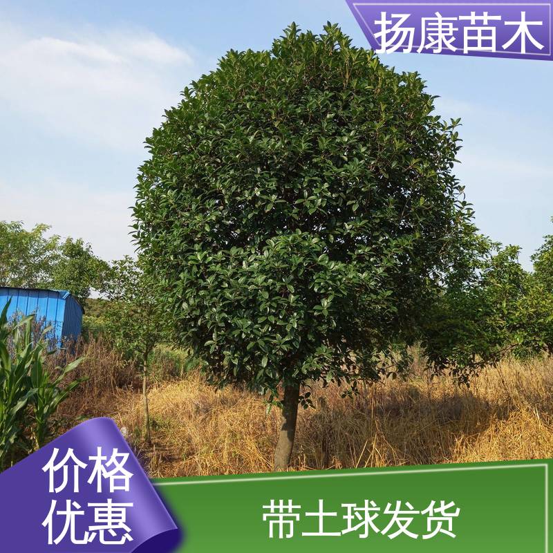 扬康苗木 30公分桂花 园林庭院造景植物 环境适应性强