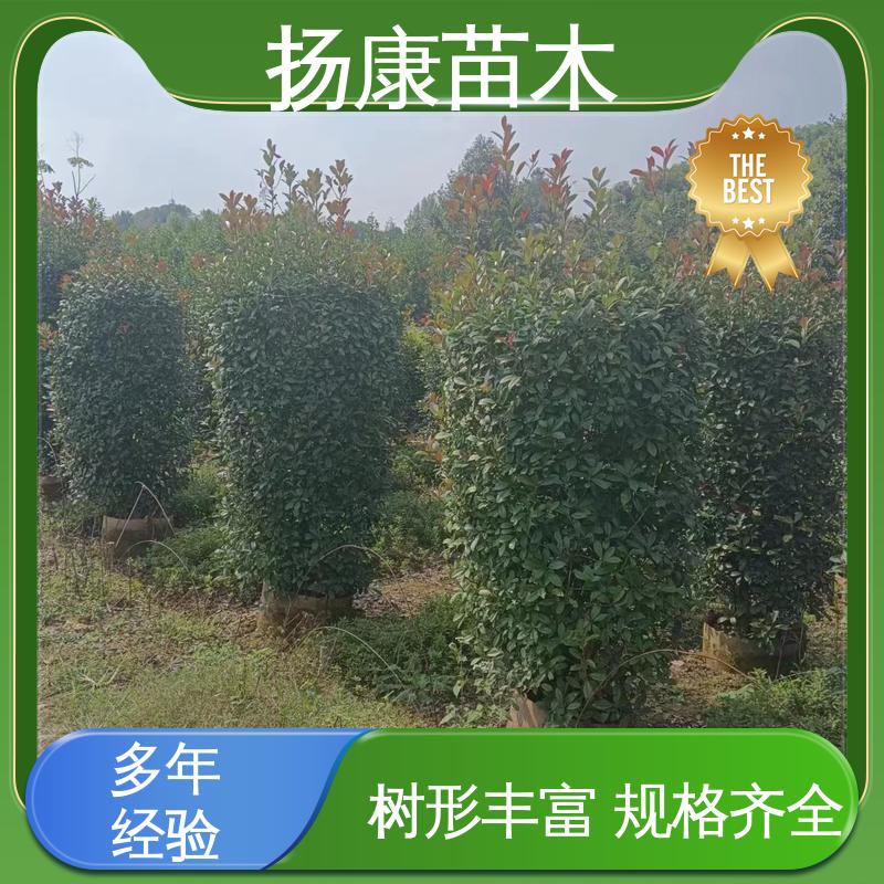 扬康苗木 基地供应 小楠 园林庭院造景植物 高成活率 规格齐全
