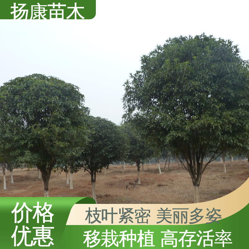 扬康苗木 20公分开楼 公园景区装饰露地盆栽 造型优美 易成活