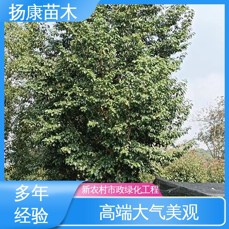 扬康苗木 浙 江乐 昌含笑 园林绿化工程设计 造型优美 易成活