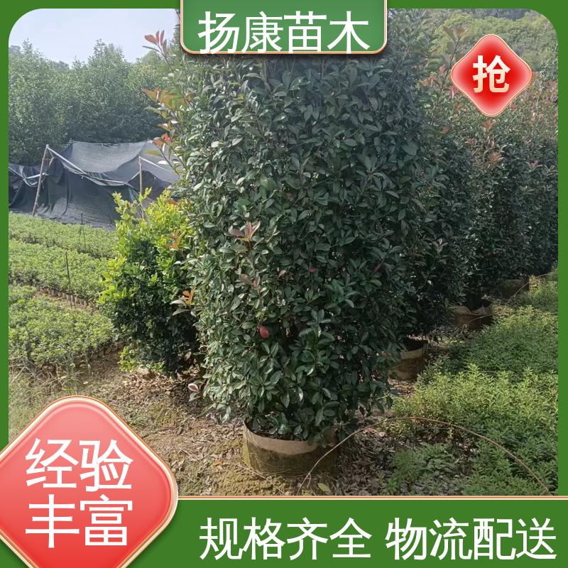 扬康苗木 红叶南栓 道路绿化行道苗 高端大气美观