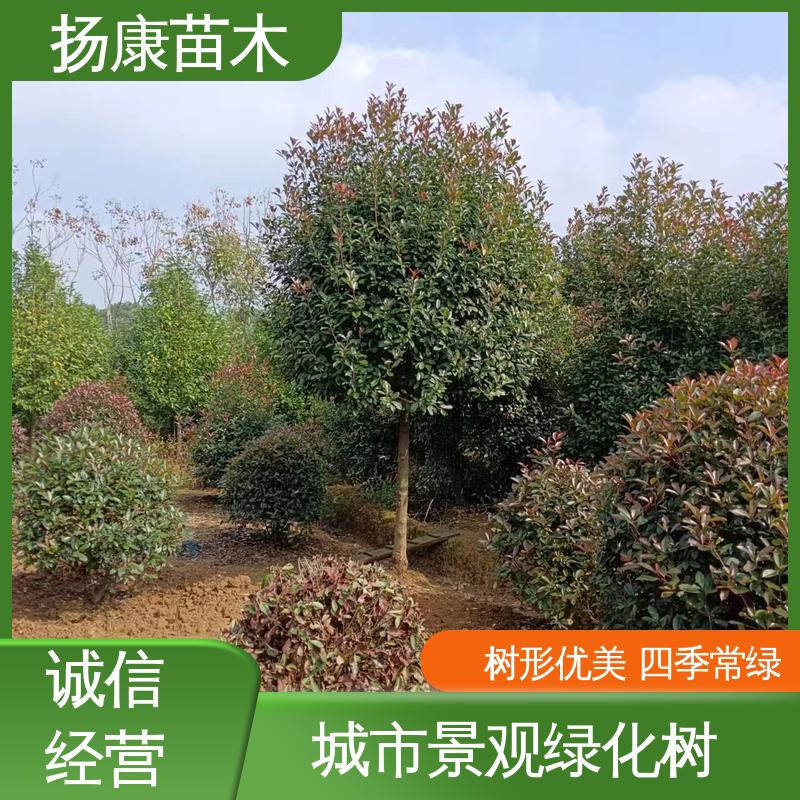 扬康苗木 基地供应 红叶石楠 园林绿化专用树 适用性强 规格齐全