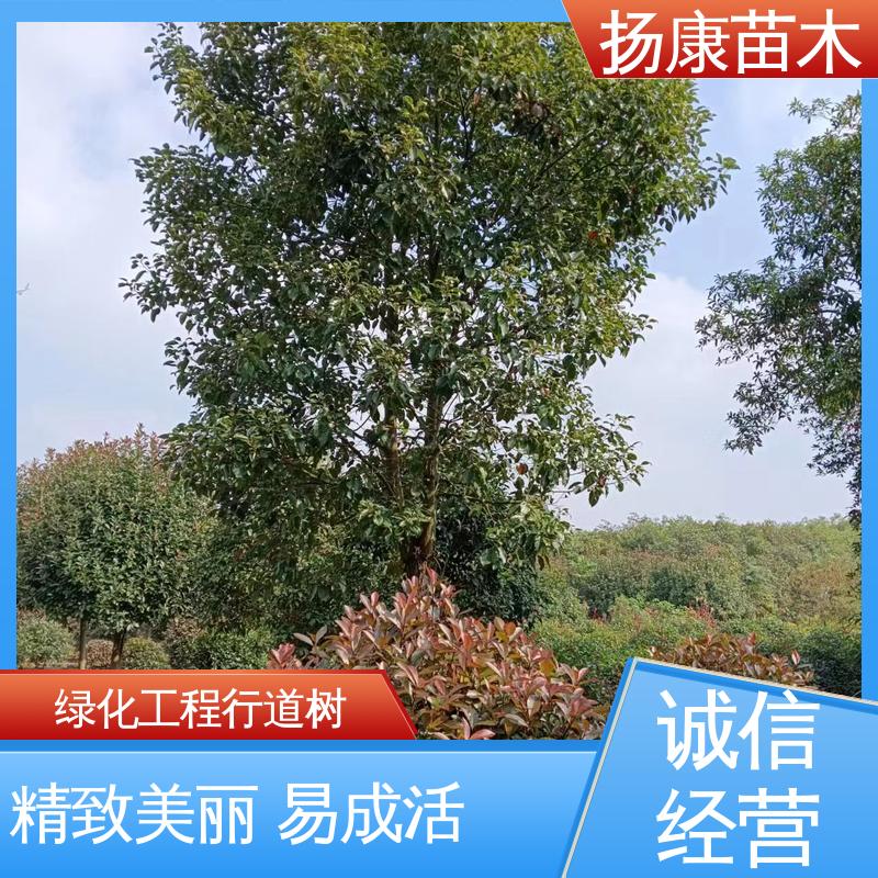 扬康苗木 基地供应 乐 昌含笑批发 园林绿化专用树 树形丰富 成活率高