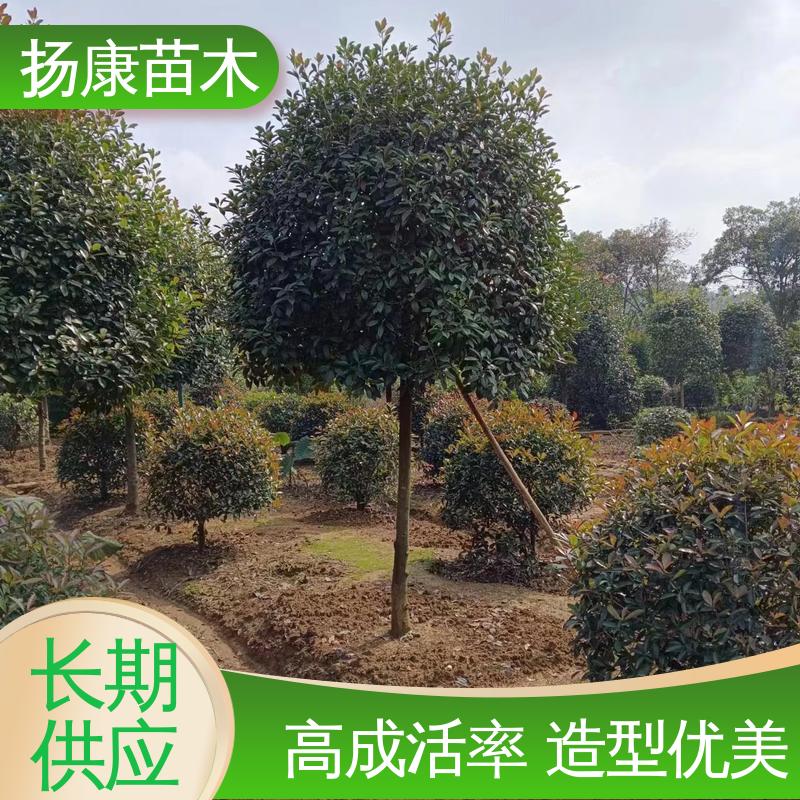 扬康苗木 基地供应 红叶石楠球 园林庭院造景植物 枝叶紧密 美丽多姿