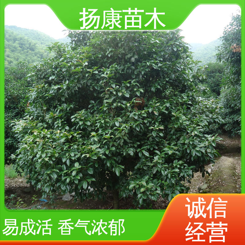 扬康苗木 12公分桂花 园林庭院造景植物 高端大气美观