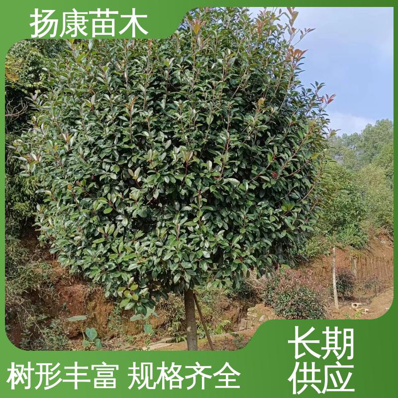 扬康苗木 红叶南栓 园林庭院造景植物 环境适应性强