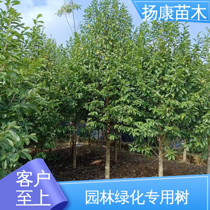 扬康苗木 乐 昌含笑苗 道路绿化行道苗 高成活率 规格齐全