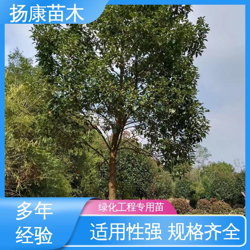 扬康苗木 基地供应 四 川乐 昌含笑 园林绿化工程设计 树形丰富 成活率高