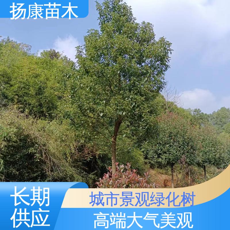扬康苗木 基地供应 精品乐 昌含笑 道路绿化行道苗 适用性强 规格齐全