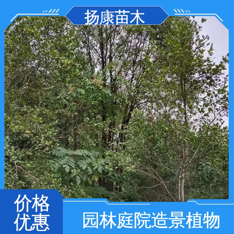 扬康苗木 基地供应 湖 南 乐 昌含笑 园林绿化专用树 精致美丽 易成活
