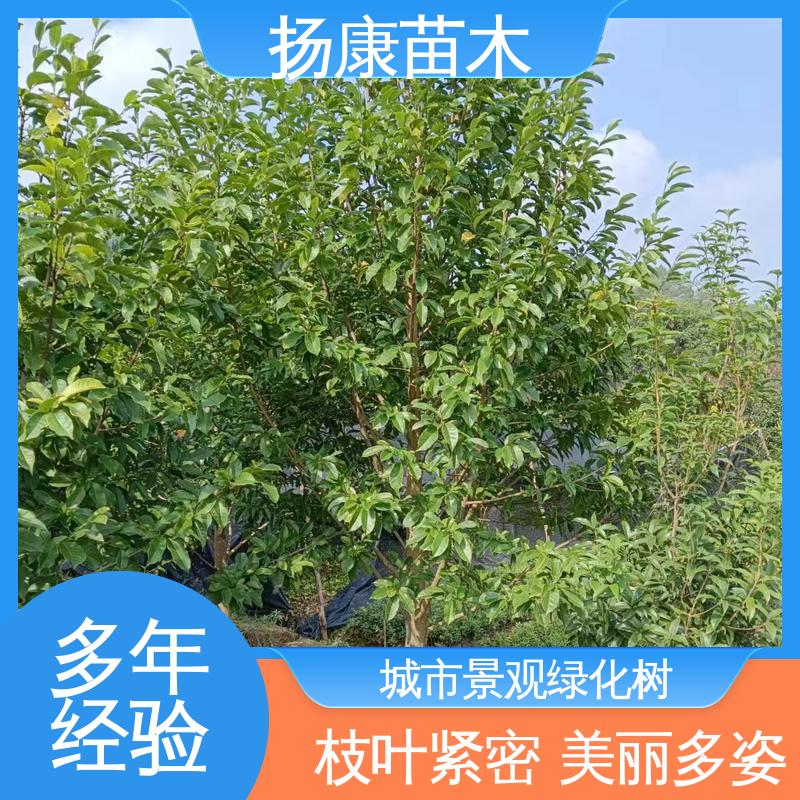 基地乐 昌含笑乔木 喜光绿色系树形丰富 全国可售成活率高 扬康苗木