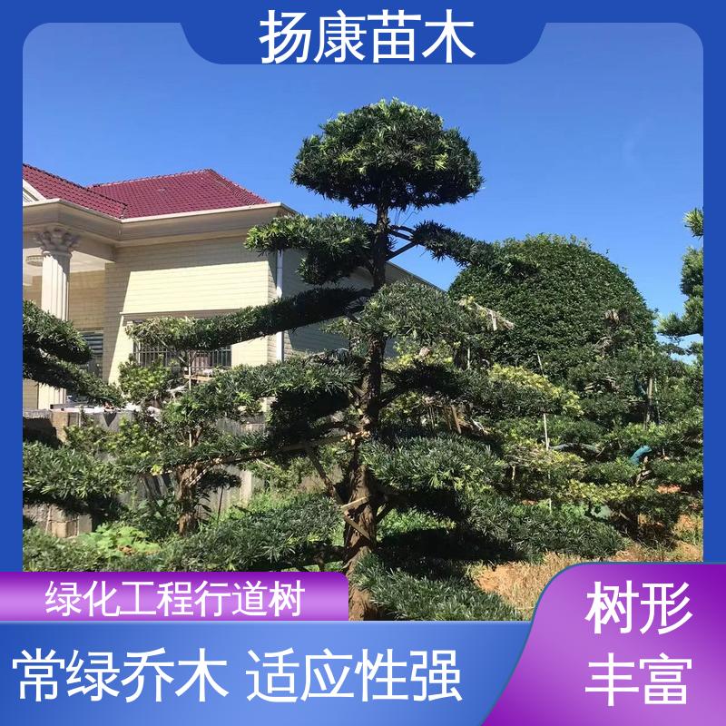 扬康苗木 15公分罗汉松 绿化工程行道树 常绿乔木 适应性强