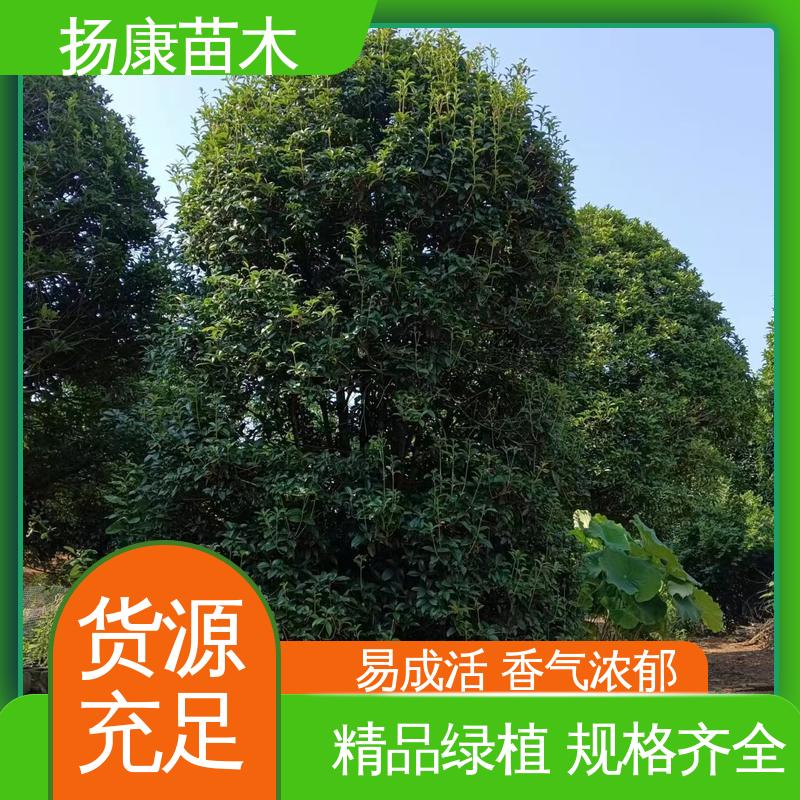 扬康苗木 基地供应 15公分桂花 园林绿化专用树 树形优美 成活率高