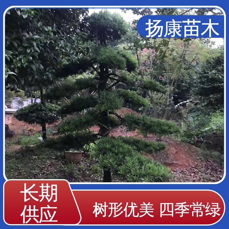 扬康苗木 精品罗汉松 庭院别墅造景树 树形优美 四季常绿